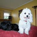 Jackson and Pinocho